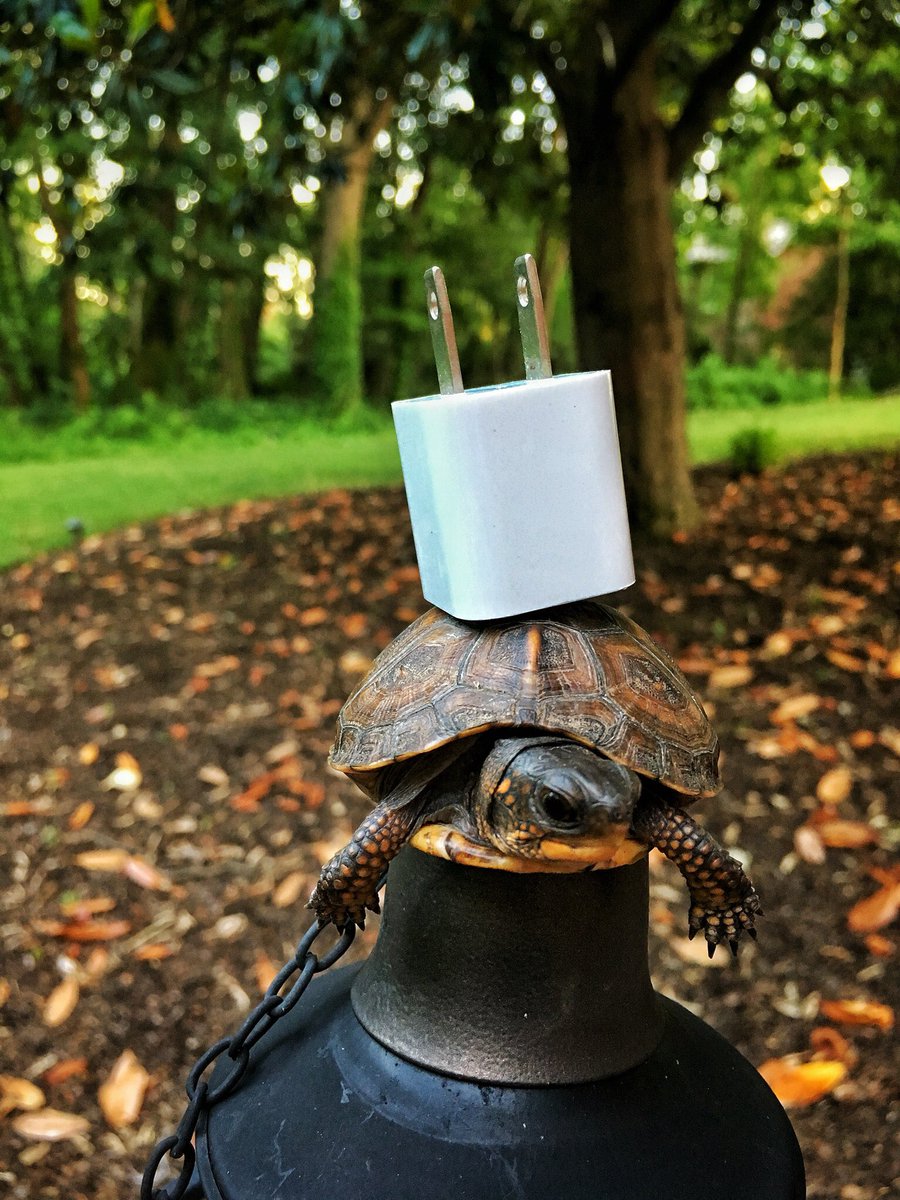 SOMTurtle tweet picture