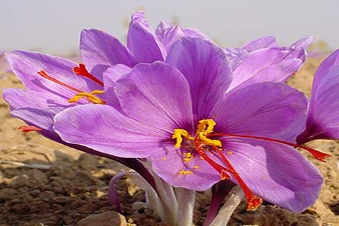 masoodirafeeq's tweet photo. #Zaafran@kesar@saffron plant in kashmir,hav a luk @jawharsircar @AngeloElaine @NTagouri @MunaAbuSulayman @Razarumi https://t.co/M3G8xitr7l