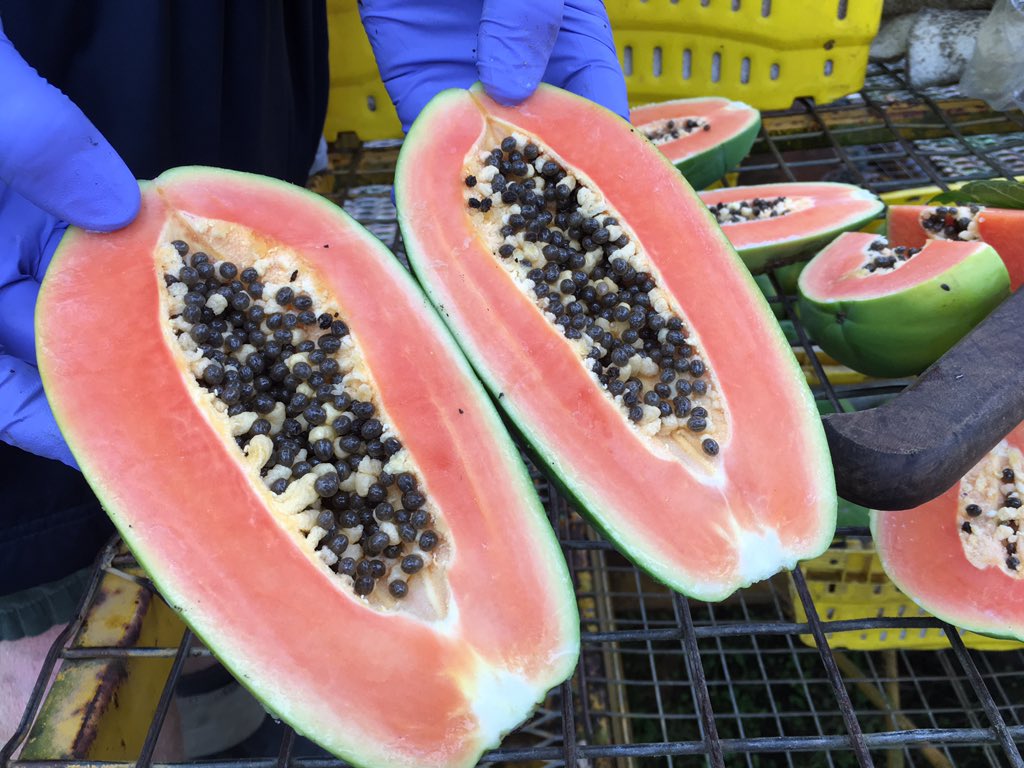 FarOutQld's tweet photo. #Papaya varieties bred and selected for their sweet red flesh and blemish-free skin #horticulture https://t.co/bvmXpSQsLM