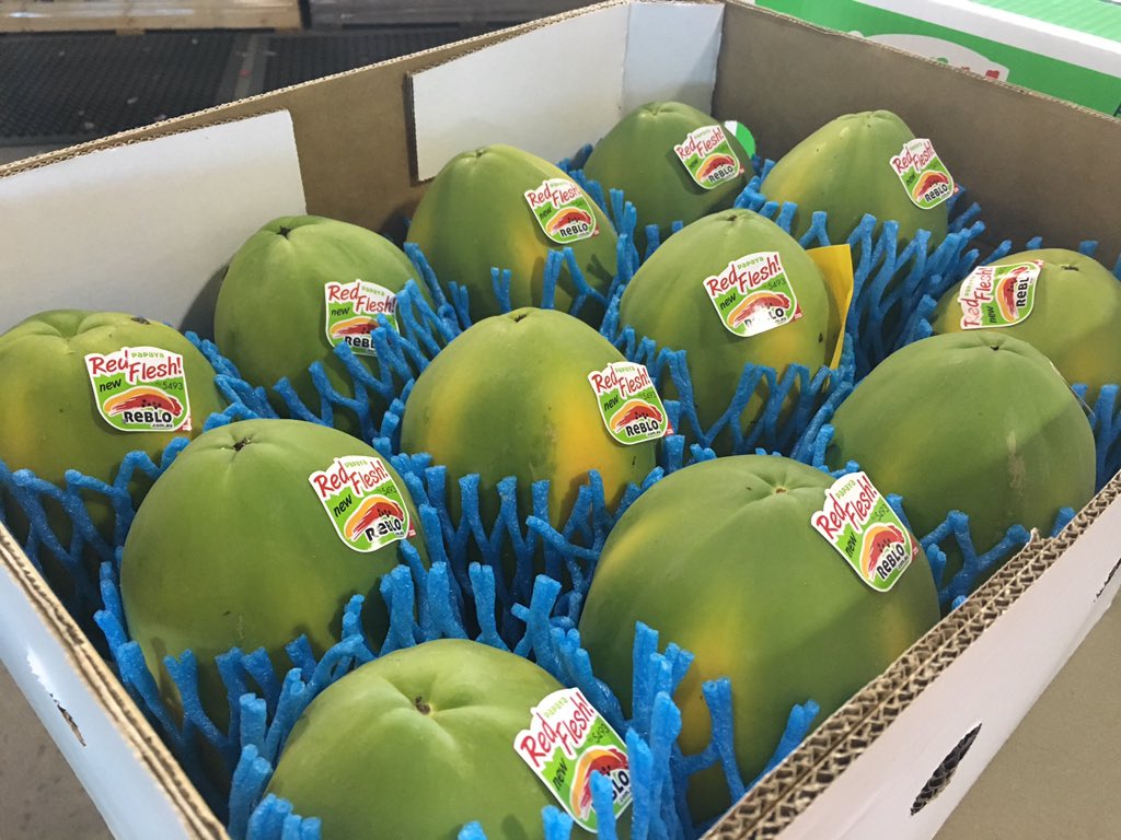 FarOutQld's tweet photo. #Papaya varieties bred and selected for their sweet red flesh and blemish-free skin #horticulture https://t.co/bvmXpSQsLM