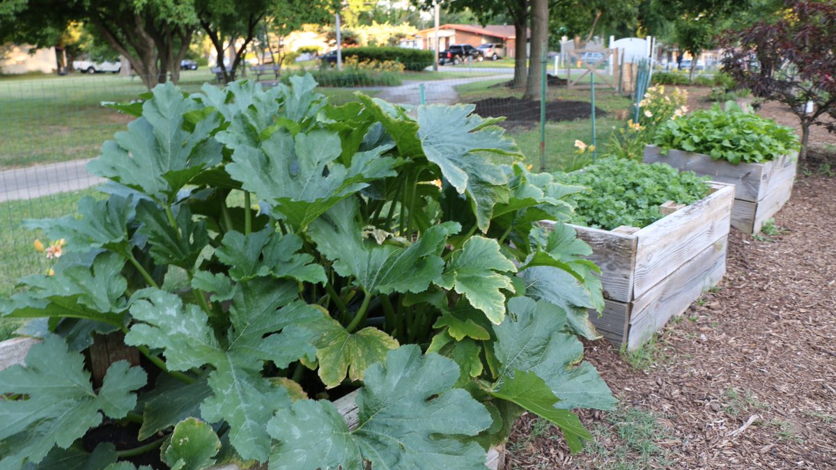 stlcountypd's tweet photo. Found Ofc. Nichols on his beat in the Castlepoint community garden! FYI: They're in need of soaker hoses! #stlcopd https://t.co/fCr3g2wsUg