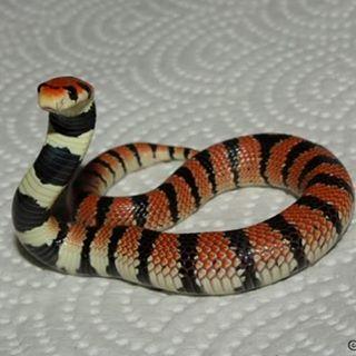 MythicReptiles's tweet photo. Can you name this species? Venomous or non-venomous?
#reptiles #reptilesofinstagram #nature https://t.co/DqWf9R89kR