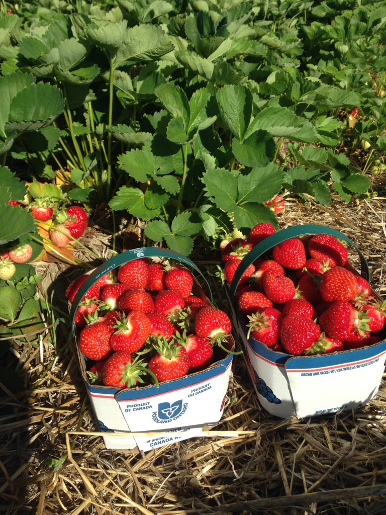 Strawberries are ready! Available at the market shop daily. 
#PYO starts Sunday 8-12
#strawberries #farmfresh #local