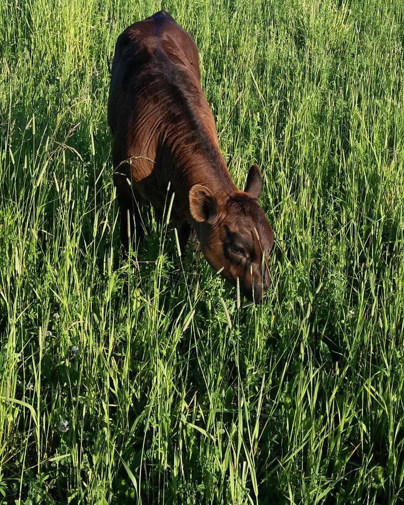 FarmerPoems's tweet photo. A little pasture snack, 
For our lil' Angus calf
#pasture #ontag #canag https://t.co/vbJf5CYaur