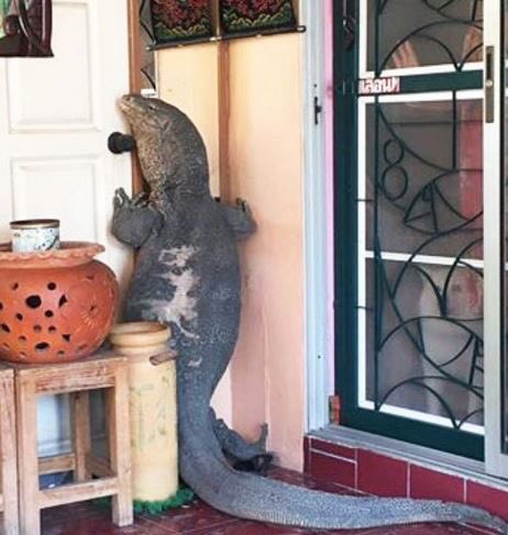 actuallyharry's tweet photo. Oh look, the Libs are going door to door now https://t.co/IggDqd694j