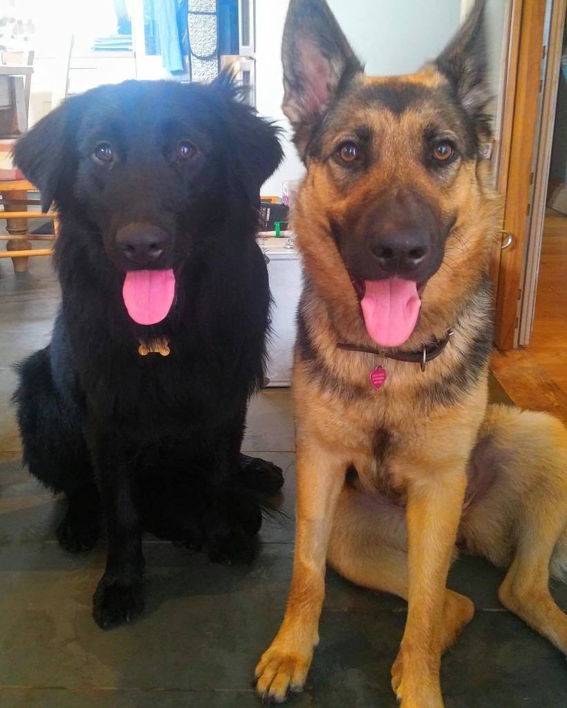 cute_dog_zone's tweet photo. Best friendsssssss 👬👯👬👭 https://t.co/65PRtXJPc3
