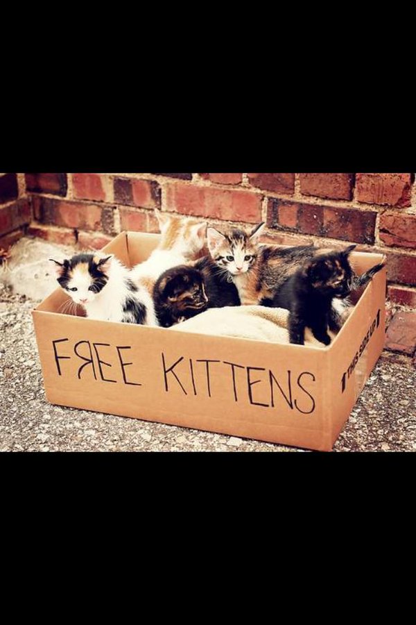 Rt if you'd take one :))