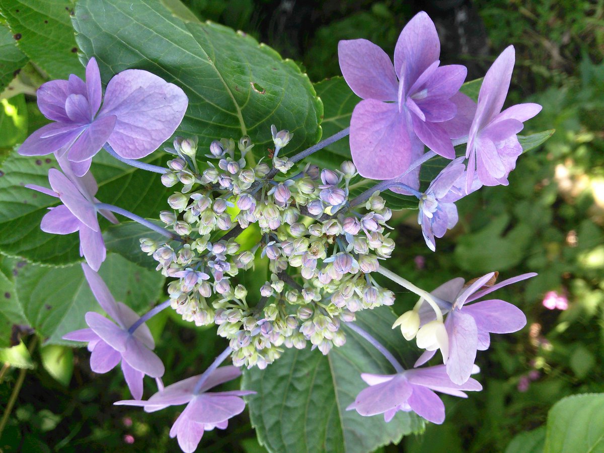 ルミ Azisai555love Twitter