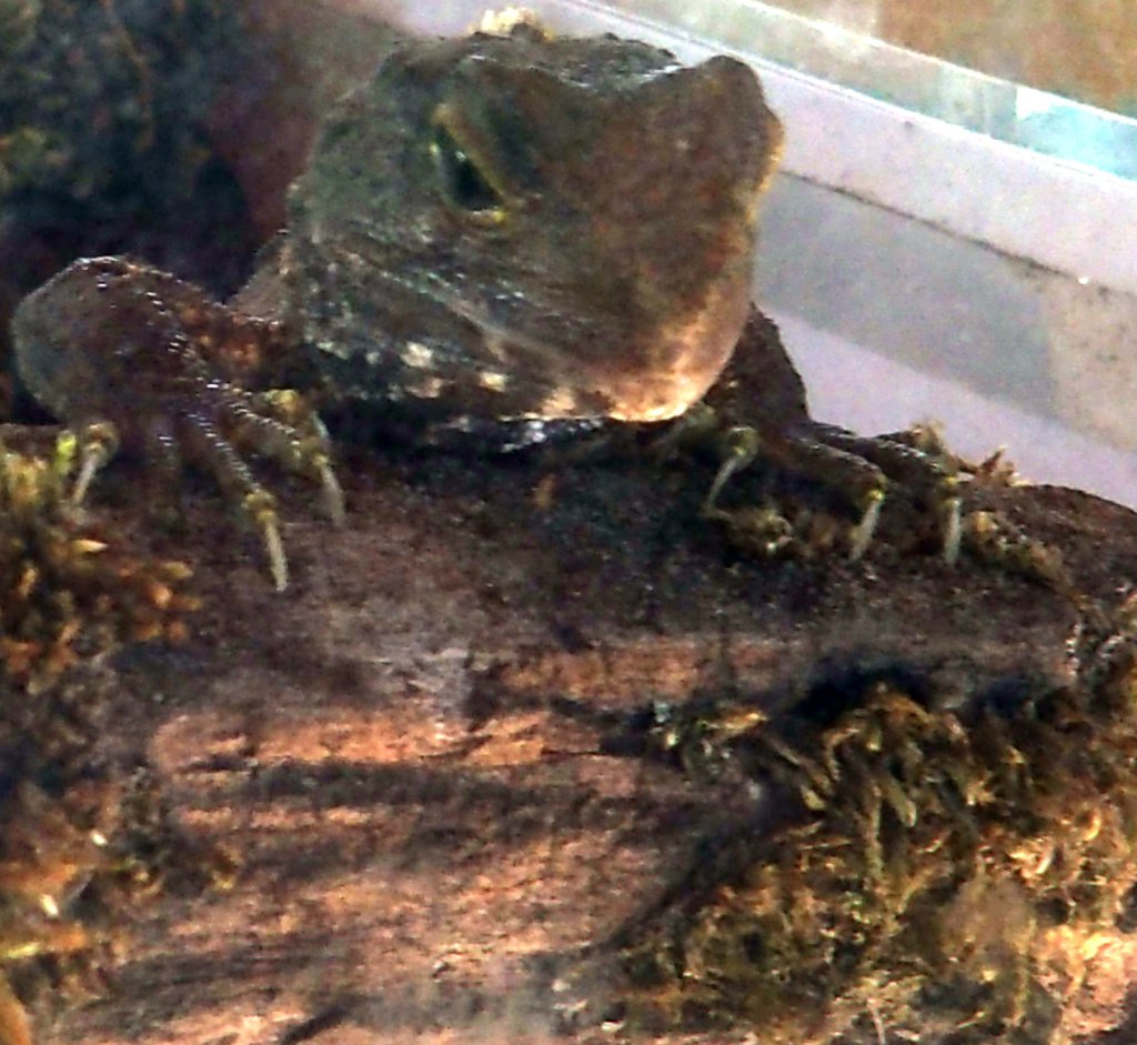 Zoo Soc Auckland  tweet media