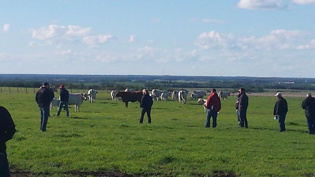 TownSqCon's tweet photo. Awesome ending to an awesome day of @canCharolais tours Thanks #CircleCeeCharolais @NorthlandsAg @jonyschuk https://t.co/tYW6whJEFy