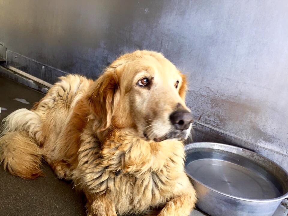 pupaid's tweet photo. Rescue pets wait weeks, months, even years. So visit your local animal shelter today &amp; help save a life :) #adopt https://t.co/G3XXObwfJ3