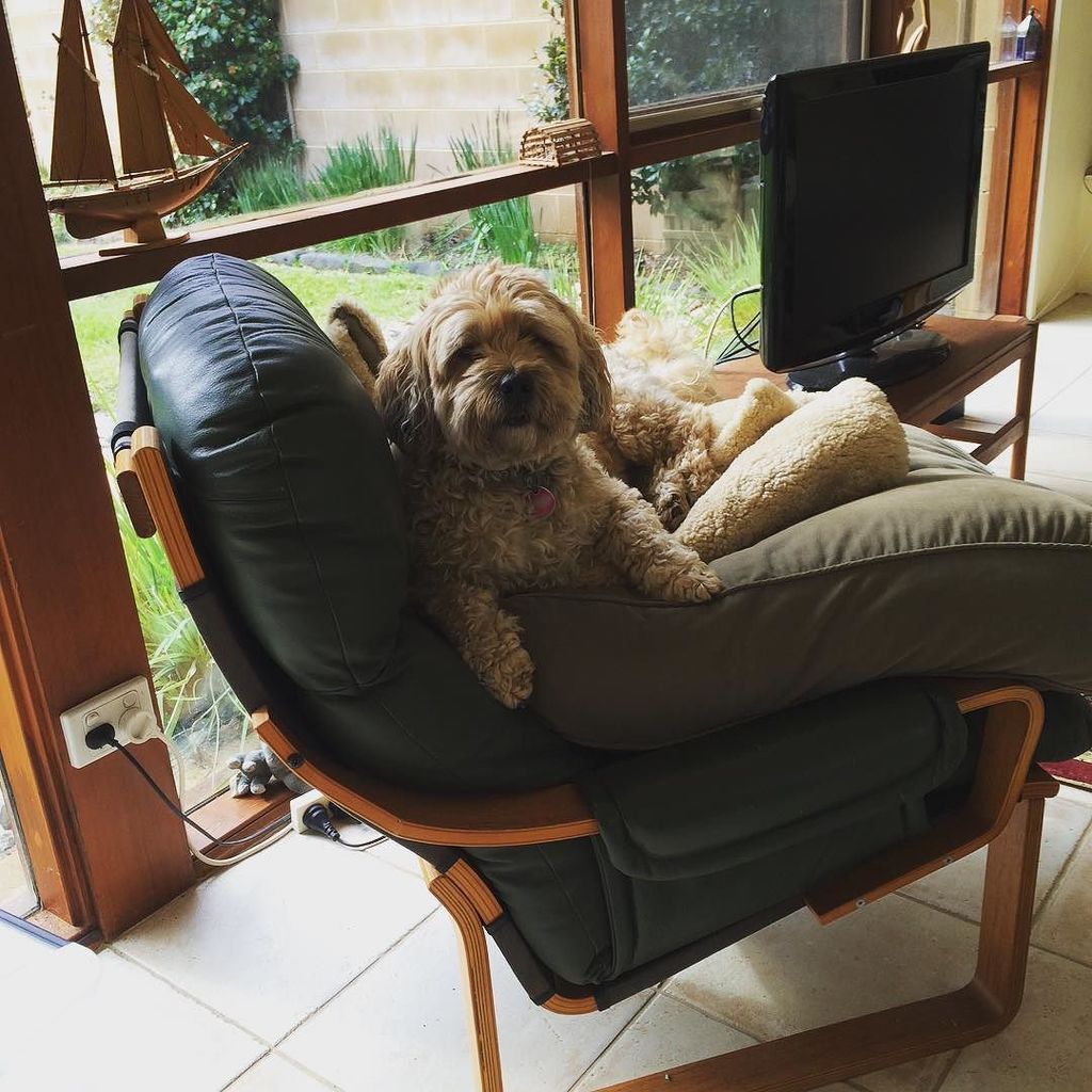 wendyorr's tweet photo. Oh, no! They're vacuuming again! #whatdogsthink #sadbuttrue #dogstagrm #dogslife #shiaps… https://t.co/IgjZ2mG51Z https://t.co/FsveFLN68O