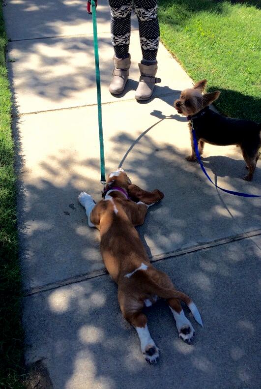 animals4forever's tweet photo. C'mon  Ellie! We've only walked 10 ft!!! https://t.co/5NRJA1XYnZ