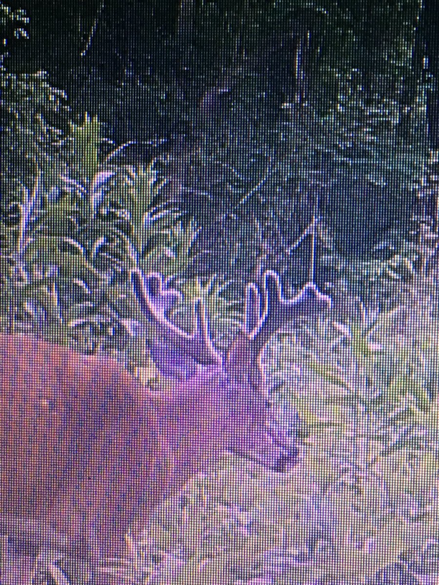 MMG_Outdoors's tweet photo. Nothing like middle of June and getting big bucks on camera!! Getting excited for fall who else!? @thwackem https://t.co/wrtUYtkPF6