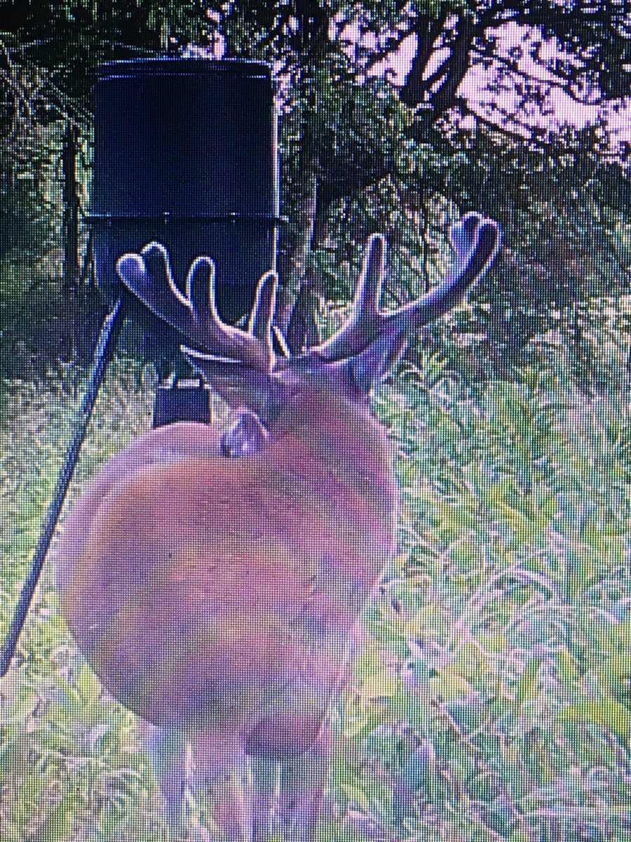 MMG_Outdoors's tweet photo. Nothing like middle of June and getting big bucks on camera!! Getting excited for fall who else!? @thwackem https://t.co/wrtUYtkPF6