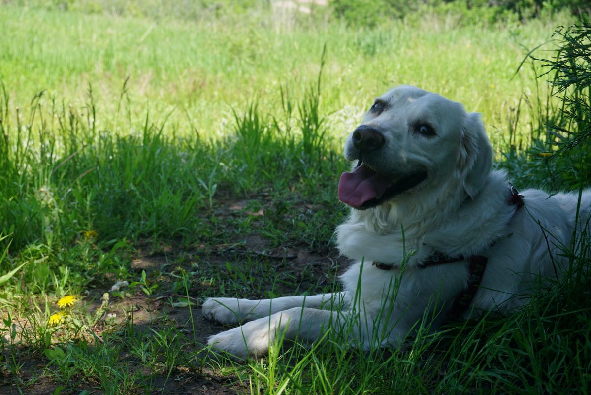 ScoutAnimal tweet picture