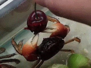 pulseanimals's tweet photo. Crab enjoys cherry https://t.co/8quJx8jGzY