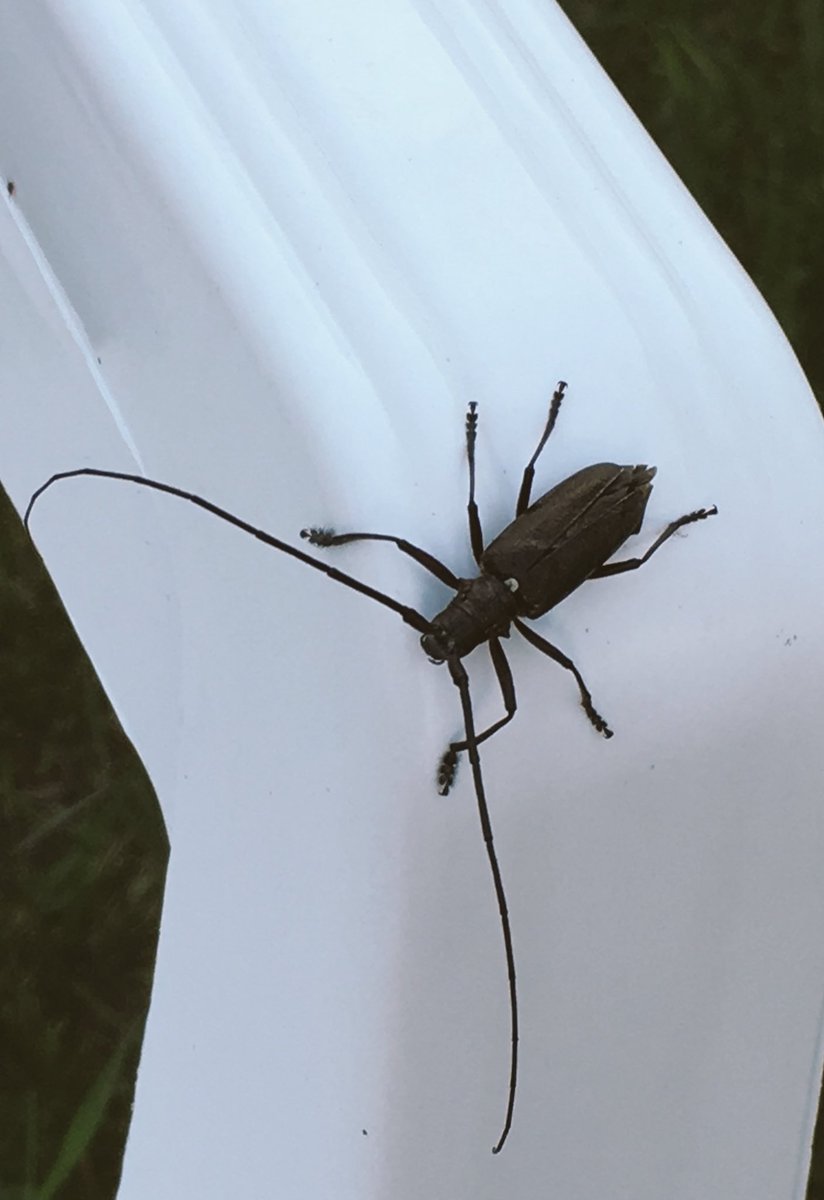 ajollynerd's tweet photo. *A wild WTF IS THAT appears*

>use RUN AWAY SCREAMING 

It was SUPER effective!

#BackyardBug #NightmareFuel https://t.co/4lfKF51lBT