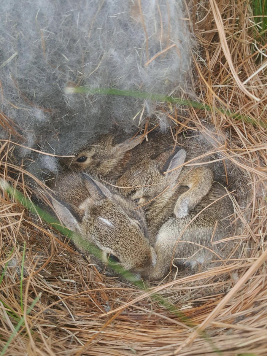 animalloop's tweet image. Found these little guys while mowing last week.