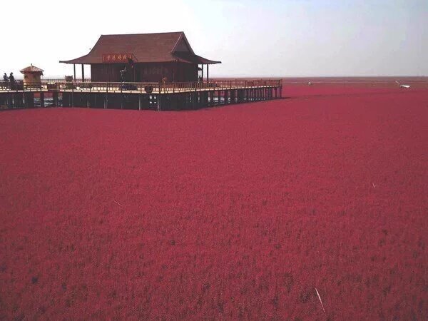 SaraUpdate's tweet photo. นี่คือ..“หาดสีแดง“ เมืองผ่านจิน ประเทศจีน 
งดงามจริงๆ!! https://t.co/GopdRbdufq