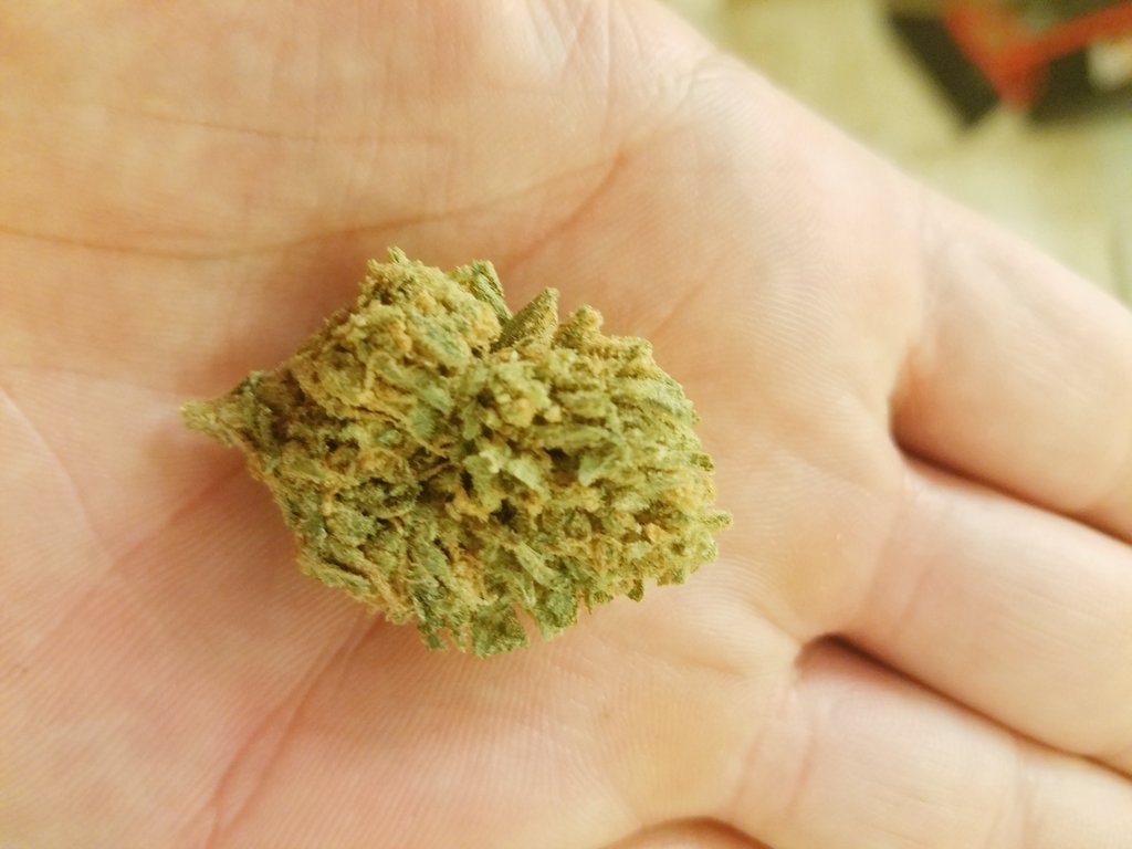 Dread_LPM's tweet photo. #MedicalCannabis #Marijuana #fridaynight anyone no another name for it? #SuperGoo really good https://t.co/S0fiSmASi8