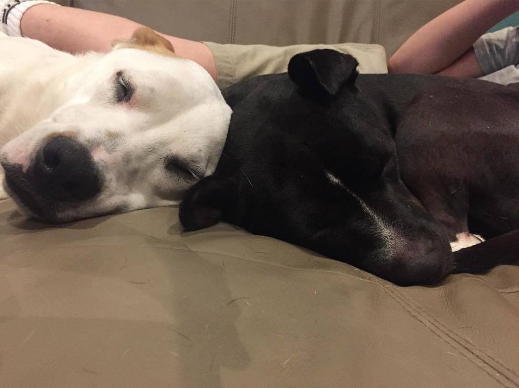 zenbelly's tweet photo. Cozy time 💕 .
.
#louieandolive #louiethedog #olivepit #muttsofinstagram #pitbullsofinstagr… https://t.co/HgT4k4hiWJ https://t.co/FjJzOKWJrc