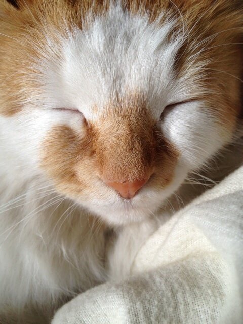 loveSuk115's tweet photo. 【行方不明・ねこ捜してます】
神奈川県相模原市南区で
6/17昨晩から行方不明のモモ♀です。人懐こい子なのでエサに釣られてないか…とかも心配です。夜暗くなってから動きだすかもしれないので事故に遭わず帰ってきてくれることを祈りながら… https://t.co/Bqpu6YuERd