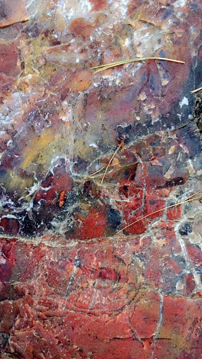 phllpsjss's tweet image. #googledeepdream before and after 🌀