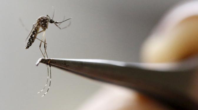 Indosiar's tweet photo. Virus Zika Sampai di Indonesia, Australia Keluarkan Travel Advice https://t.co/SVjKTqXLfD via: @liputan6dotcom https://t.co/36EyEAJVej