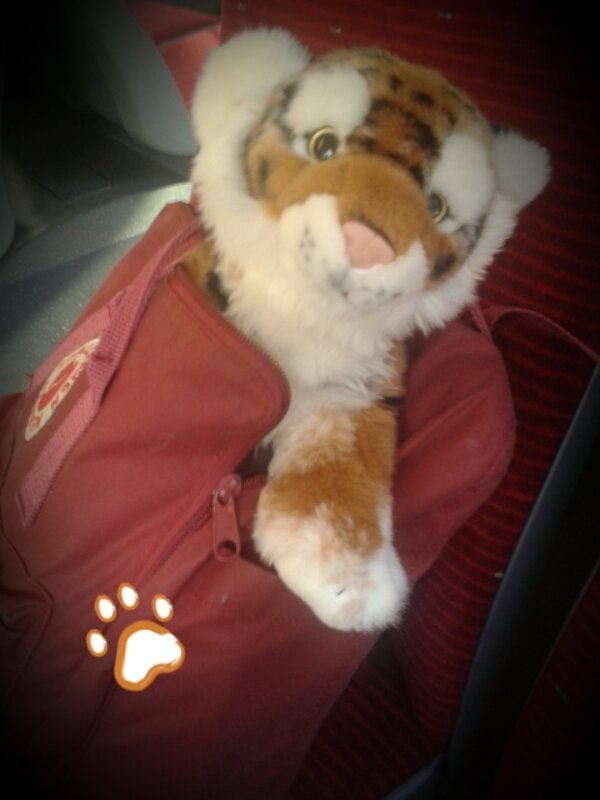 Der kleine Tiger geht mal wieder mit <a href="/LetsgetNordy/">Lets get nordy</a> auf Reisen. Heute:#KiWo2016.
 #vj #teamtiger #NDR #whataKIELing