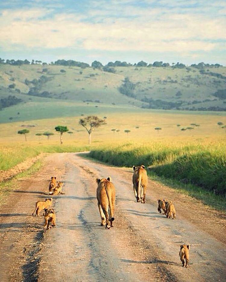 kenyapics's tweet image. Lions marching into the weekend at the Tsavo National Park. Courtesy @zealliving bit.ly/1UFCxgL