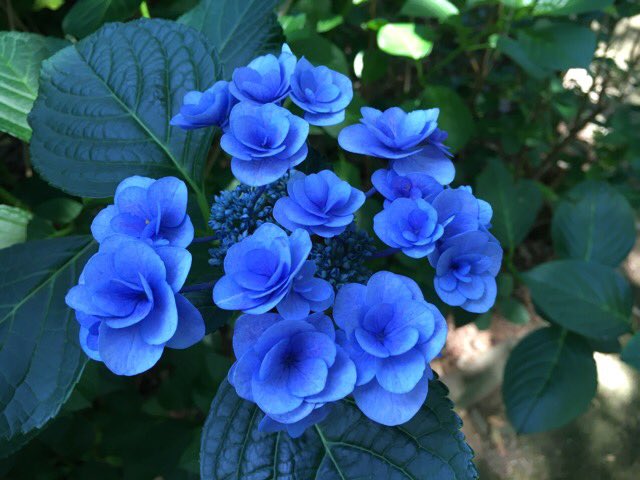 تويتر Micco على تويتر 個人的に可愛かった紫陽花の種類は 青が綺麗な フェアリーアイ まるっこい形の てまりてまり でした 紫陽花終わる前に 鎌倉散歩したいな Micco Drops 花 としまえん あじさい祭り あじさい 紫陽花 季節 T