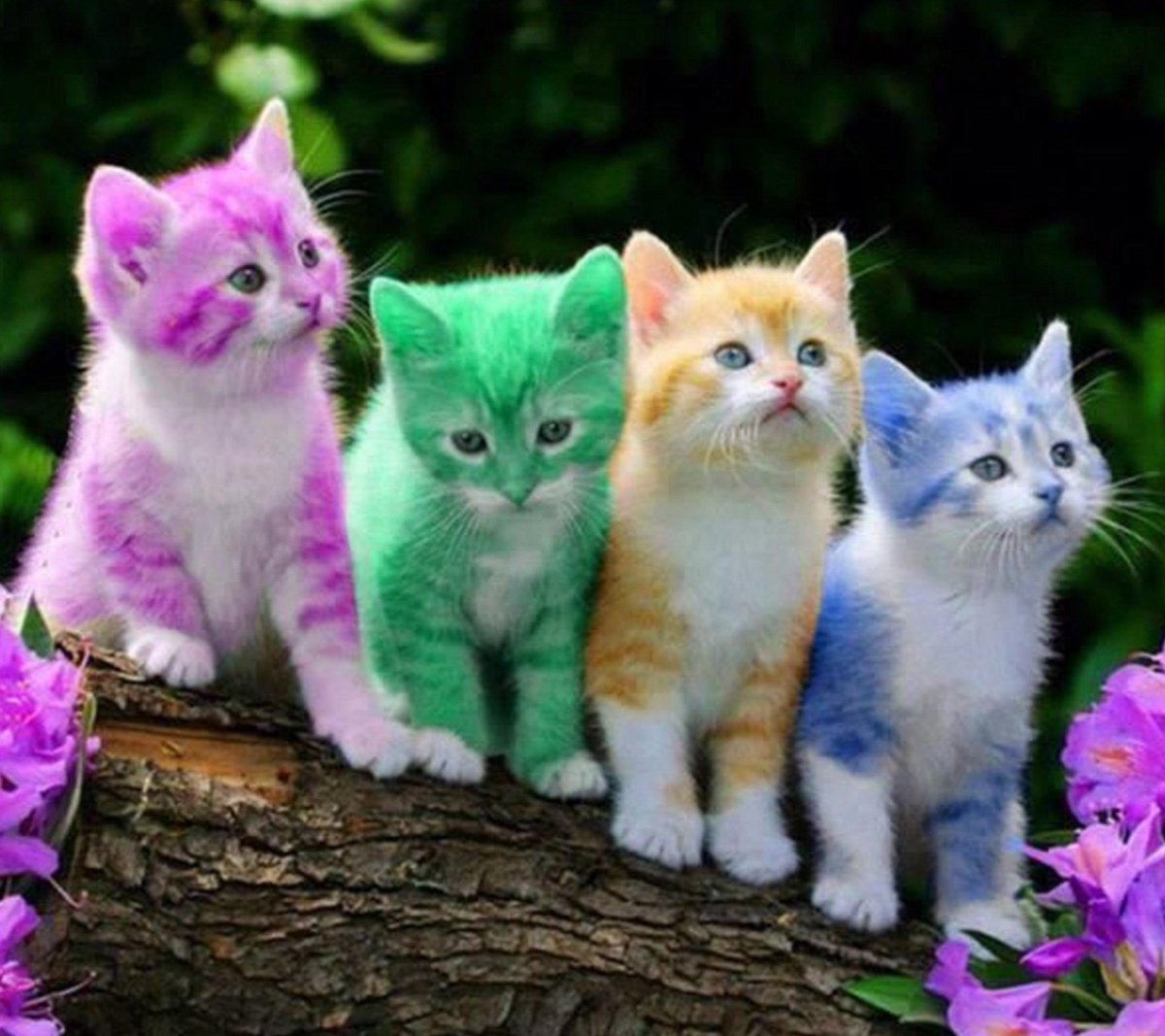DamchaHallidaf's tweet photo. Nice cats https://t.co/E0NyCLTvkd