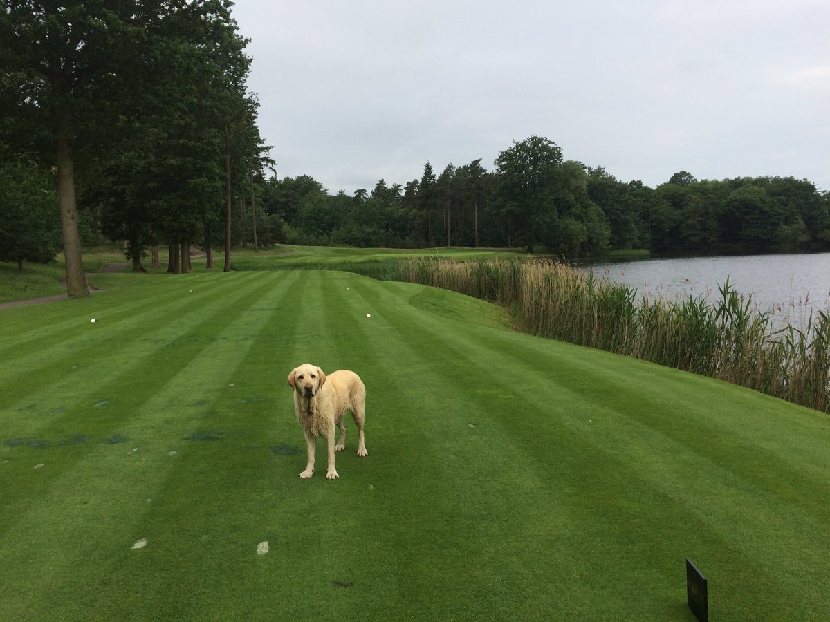 BLGCagronomy's tweet photo. Oakley is giving the 14th a once over this morning. #morningswim @bearwoodlakes https://t.co/a04U0YQnpz