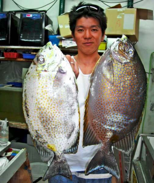 有釣天 やる気再燃 50cm超のカーエー追う Eljb5t0shv カーエー オニヒラアジ 尾長グレ タマン カースビー 釣り 有釣天 沖縄タイムス Scoopnest