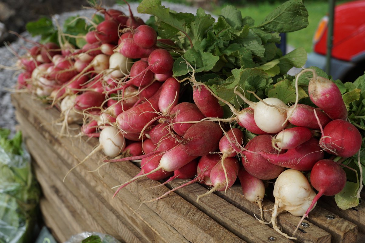 MozzaPi's tweet image. Organic radishes from @macstonegrown. We eat them every Saturday after the Louismill Anchorage Farmers Market 8-11am