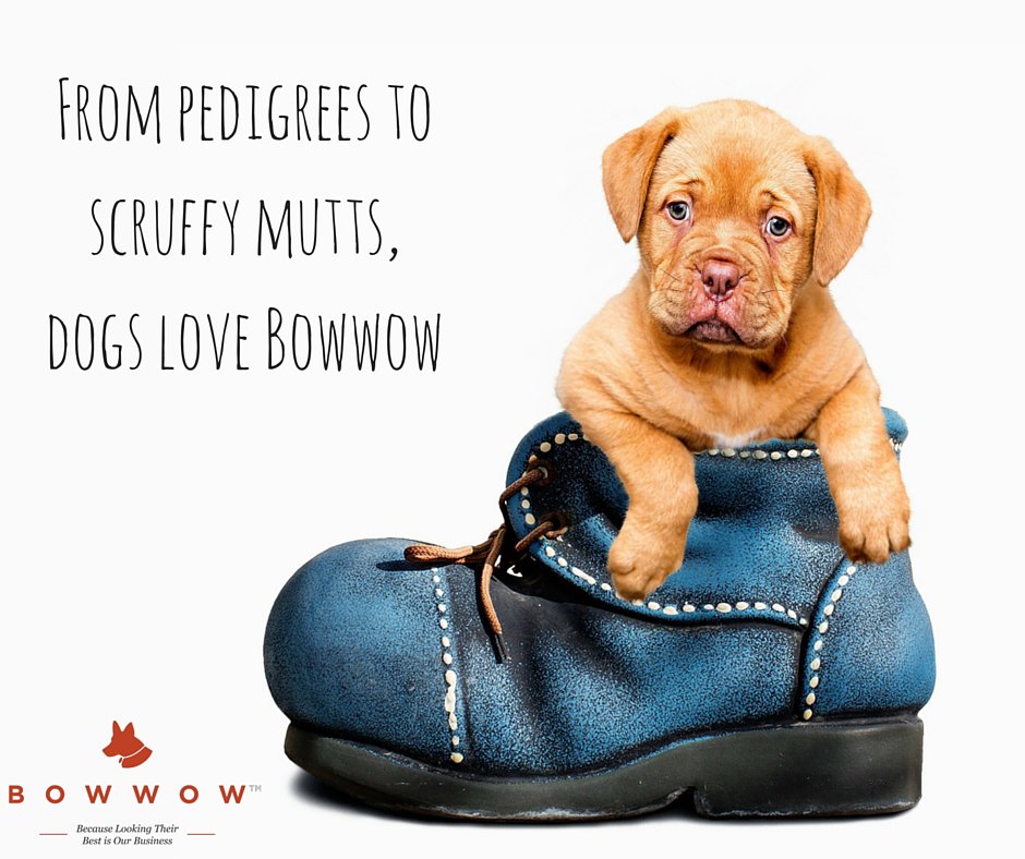 bestofbowwow's tweet photo. From scruffy mutts to pedigrees, #dogs just love Bowwow https://t.co/XJSuzmLDM3 https://t.co/wABdzGhQ0W