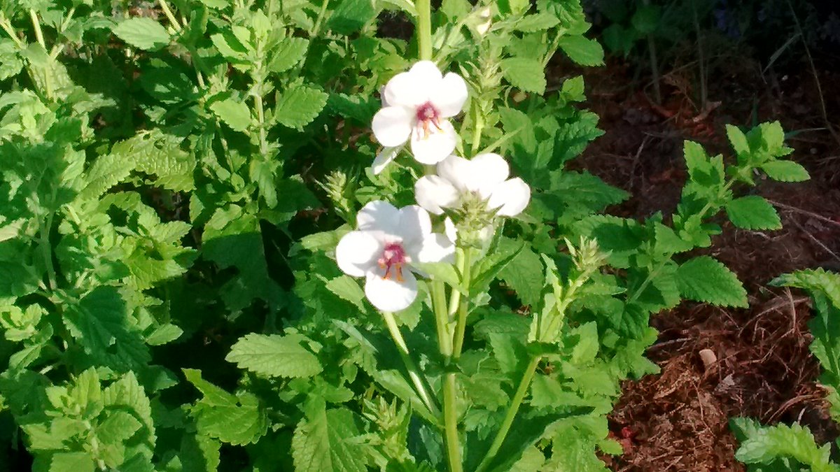 yellowfhgarden's tweet photo. Blooming this morning #mothmullein. Considered a weed by some, but I like the tall slender spikes of white flowers. https://t.co/29Xc1HQ1S4