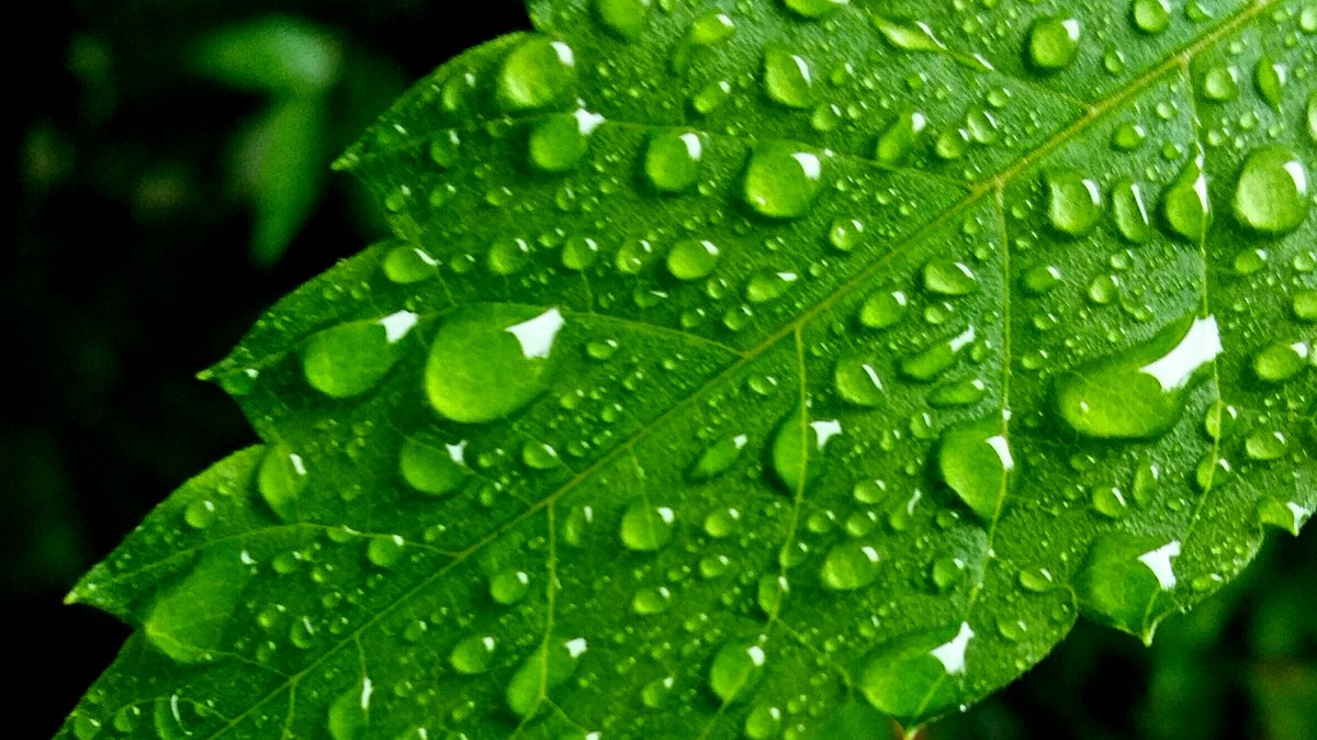 #빗방울
(20160615/경기 /갤S5) 

장마시작전의 따뜻한 주말입니다. 사진은 지난주 비오는날 고양시 다녀 오는길에 느티나무 잎의 빗방울을 담은 것입니다.

youtu.be/zL7CDcVQjbM