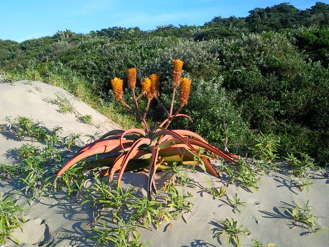Gijimajacobs's tweet photo. #mpenjati #naturistbeach glorious day. Where in the world is winter more beautiful than KZN South Coast? https://t.co/P17mBMy4MC