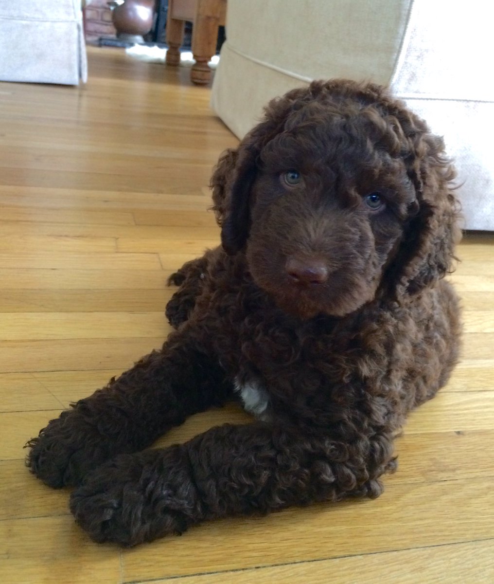 SarahThakur1's tweet photo. Introducing Jessie, the newest member of our family #puppylove #labradoo https://t.co/NdgxrG6say