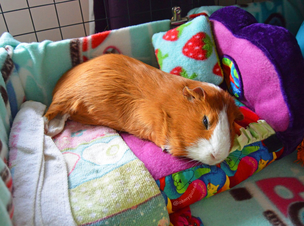 ohmyguinea's tweet photo. When you get woken up early at the weekend...
#guineapig #Saturday #cute #sleep #SaturdayMotivation #SeePetsFirst https://t.co/3bEHZAR9Ya
