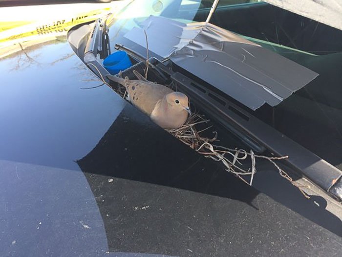 hatimam tweet picture