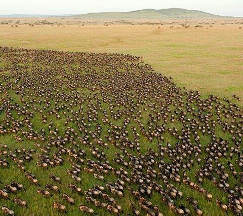 be_in_kenya's tweet photo. #MakeItKenya ...
Taken from Hot Air Ballon:  The Great Migration is on, the herds are movi… https://t.co/5QNC72ktGI https://t.co/TRTI9C1j3f