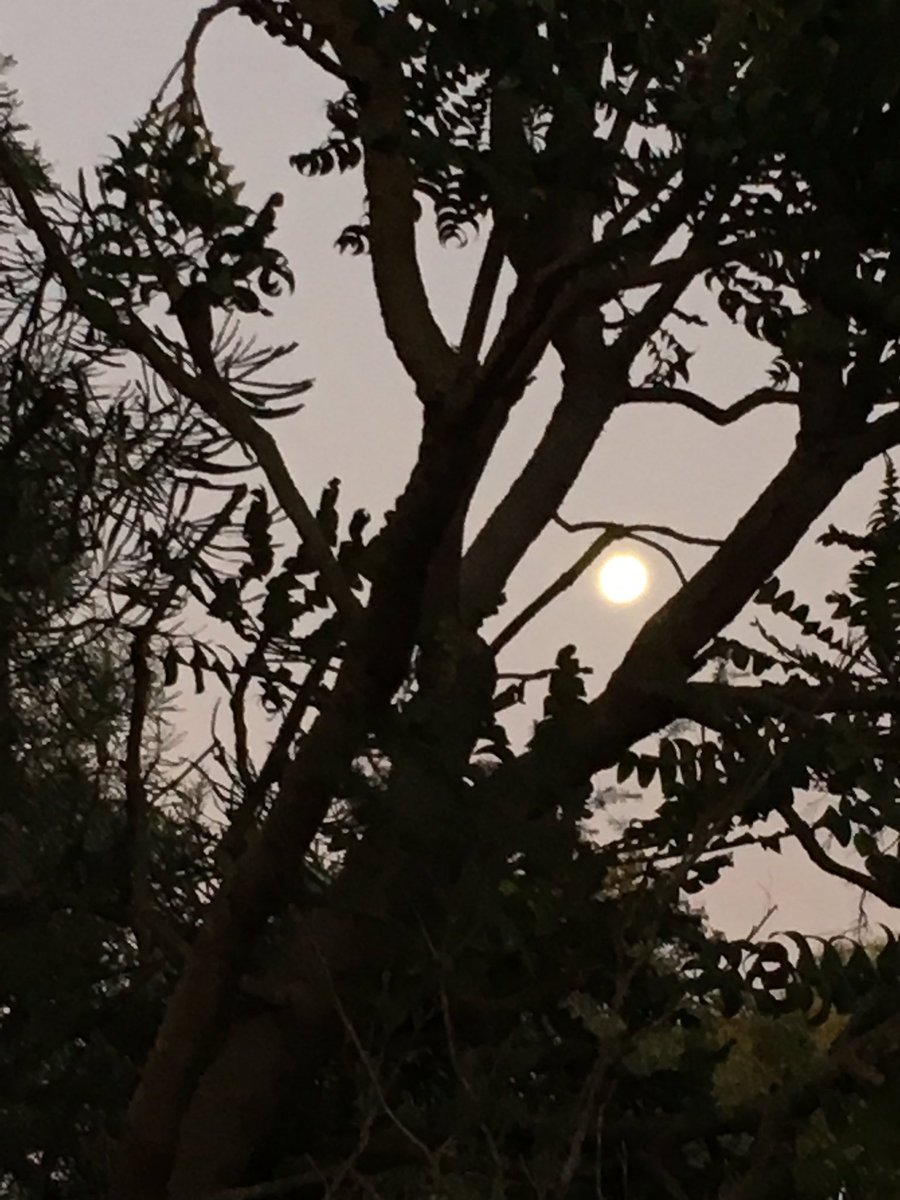 beata_mounsey's tweet photo. We also have a beautiful Saturday evening 👌 &amp; How gorgeous is the moon tonight 
@moonnlitt @themoon https://t.co/LIGuEzpDA9
