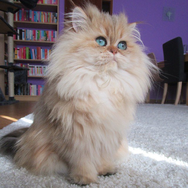 KittyCatWeb's tweet image. Can we play? ...Pease....