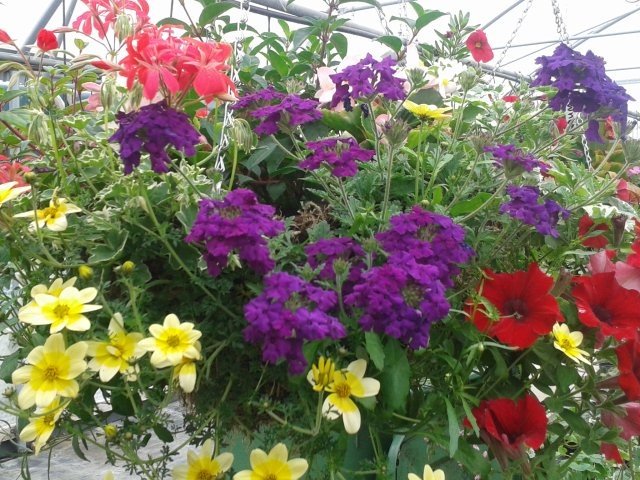 Colour your summer <a href="/HunscoteFarm/">Hunscote Farm Shop</a>  #farmshopuk #gardens