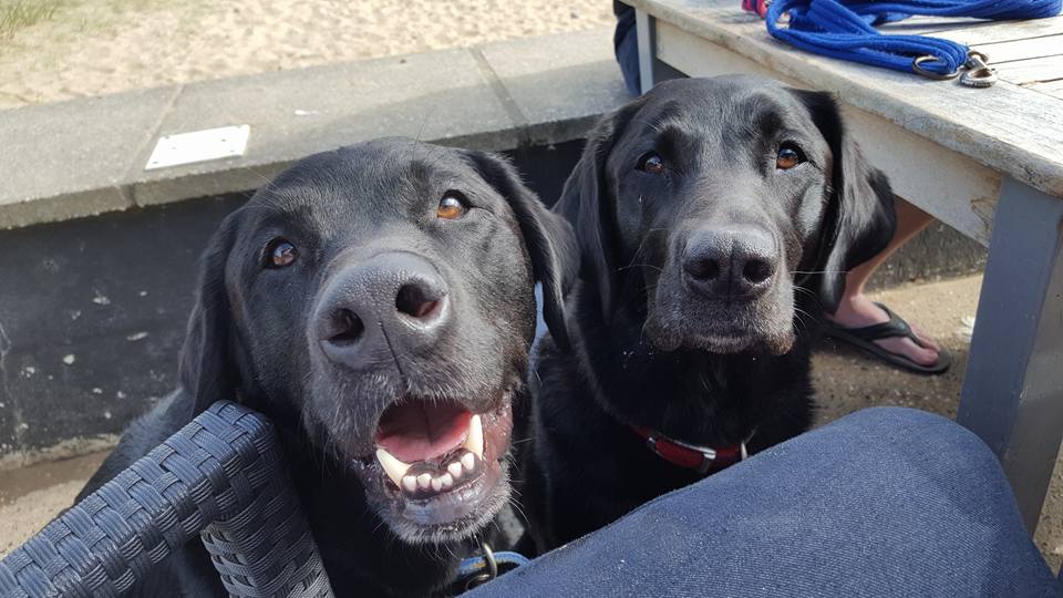 CottageProspect's tweet photo. "Peppa Pig icecreams please!" Gunner and Alice's last visit to the "so doggy friendly" Dunes Cafe. #WintertonOnSea https://t.co/J7RE89o4X4