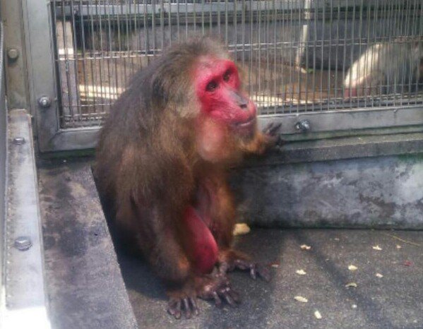 日本モンキーセンター 公式 בטוויטר 真っ赤なお顔が特徴のベニガオザルのカボスです 飼育員が前を通ると威嚇しますが 触ると落ち着く 不思議なオスです ベニガオザルは人間と薄毛の症状が似ていることで 薄毛の研究では一躍を担っているという噂も Jmc動物 日本モンキーセンター 公式 בטוויטר 真っ赤なお顔が特徴のベニガオザルのカボスです 飼育員が前を通ると威嚇しますが 触ると落ち着く 不思議なオスです ベニガオザルは人間と薄毛の症状が似ていることで 薄毛の研究では一躍を担っているという噂も Jmc動物