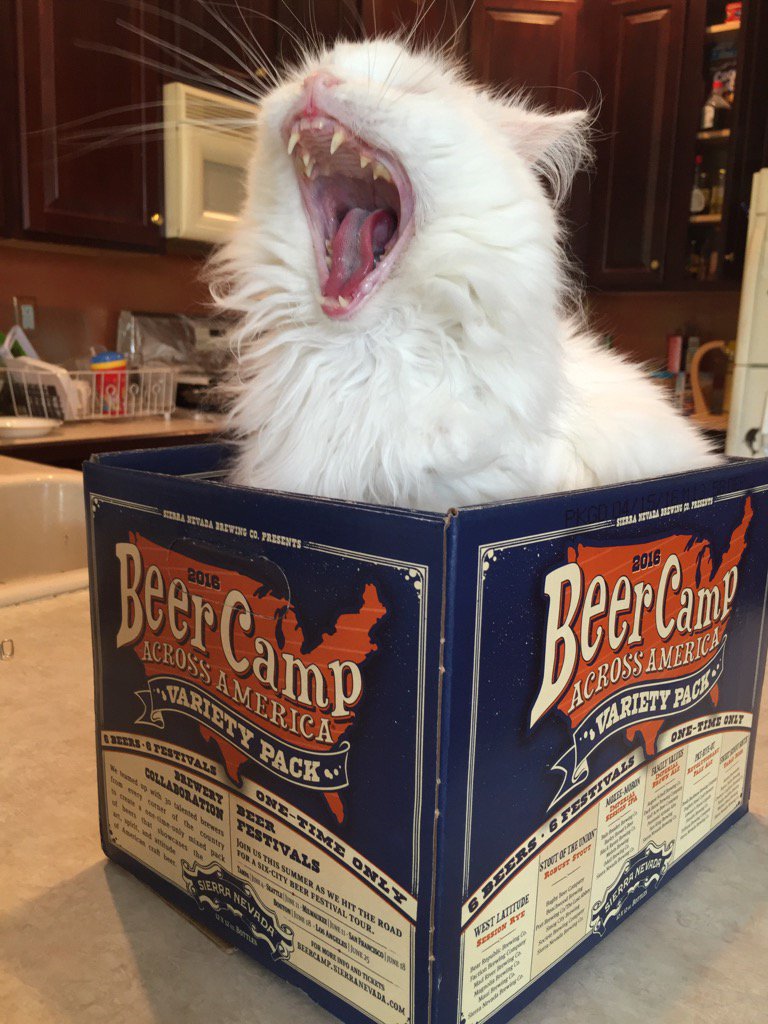 JimmRet's tweet photo. Hey, I am in a box being cute! Give me a treat. #ThingsIUsuallyFallFor https://t.co/xX2xHfKsDD